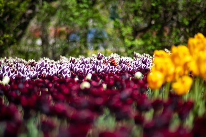 Tulip Festival